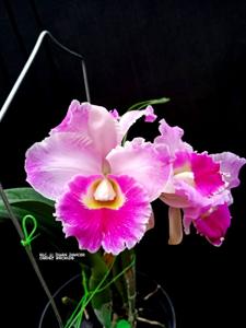 Rhyncholaeliocattleya Li Jiuan Dancer