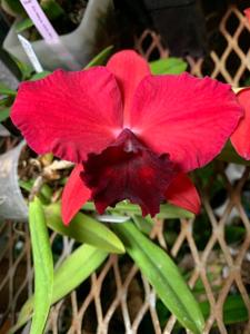 Rhyncholaeliocattleya Memoria Irene Feil