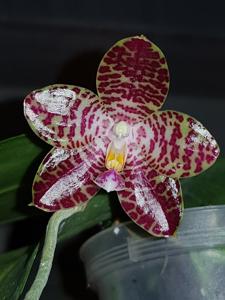 Phalaenopsis Zheng Min Badger