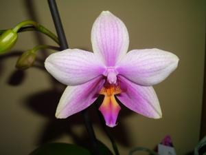 Phalaenopsis Wössner Asian Surprise