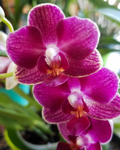 Phalaenopsis Lianher Happy Star