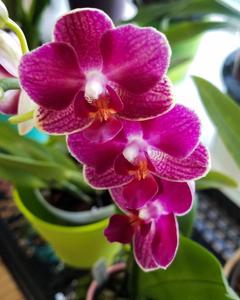 Phalaenopsis Lianher Happy Star