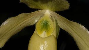 Paphiopedilum Struber Zwerg