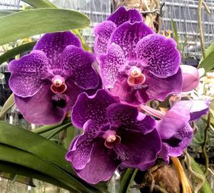 Vanda Pure's Wax