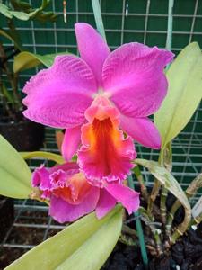 Rhyncholaeliocattleya Rosella's Aussie Delight