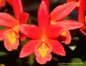 Cattlianthe Rojo