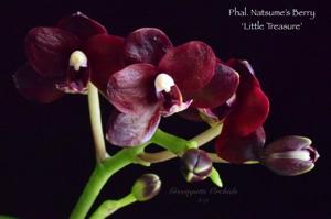 Phalaenopsis Natsume's Berry