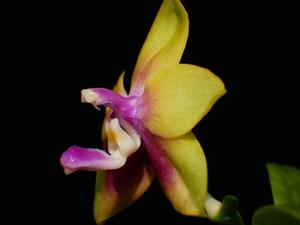 Phalaenopsis KS Happy Eagle