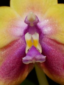 Phalaenopsis KS Happy Eagle