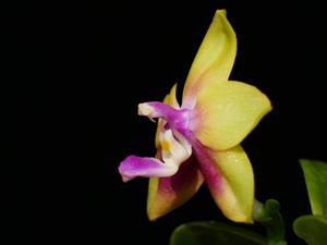 Phalaenopsis KS Happy Eagle