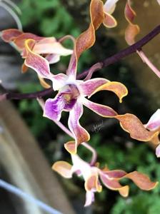 Dendrobium Gloucester Sands