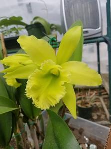 Rhyncholaeliocattleya Ports of Paradise