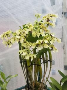 Dendrobium Ozark Atro