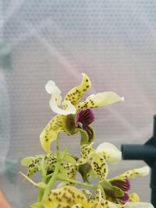 Dendrobium Ozark Atro