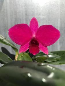 Cattleya Purple Garnet