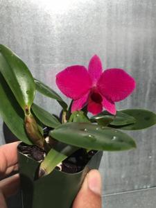 Cattleya Purple Garnet