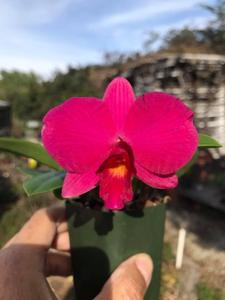 Cattleya Purple Garnet