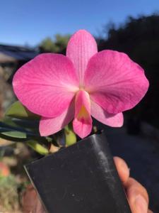 Cattleya Pink Pearl