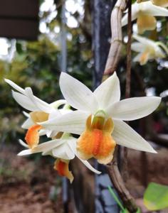 Dendrobium Sweet Dawn