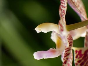 Phalaenopsis Gigancervi