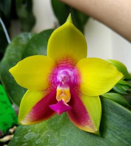 Phalaenopsis Chienlung Happy Queen