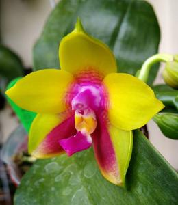 Phalaenopsis Chienlung Happy Queen