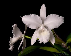 Cattleya Wendy Patterson