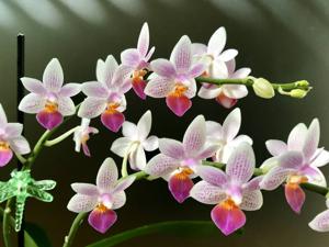 Phalaenopsis Fantasy Musick