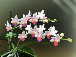 Phalaenopsis Fantasy Musick