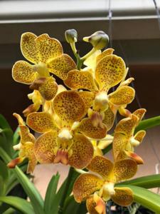 Vanda tricolor-Memoria Thianchai