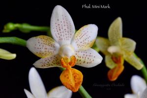 Phalaenopsis Mini Mark
