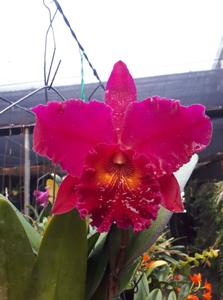 Rhyncholaeliocattleya Shinfong Vivid