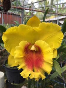 Rhyncholaeliocattleya NP Gold