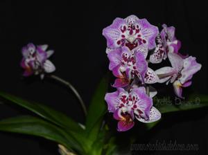 Phalaenopsis Formosa Cranberry