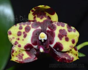 Phalaenopsis Mituo Diamond