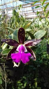 Cattleya Landate