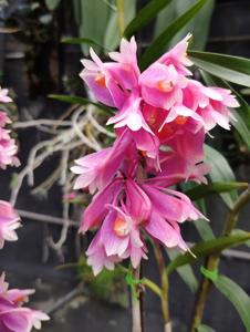 Dendrobium Tien-Cheng Rainbow