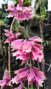 Dendrobium Tien-Cheng Rainbow