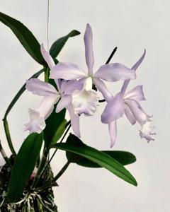 Cattleya Dominiana (1859)