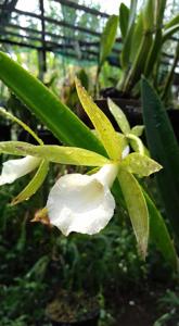 Brassocattleya Ploenpit Star