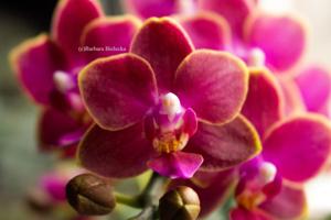 Phalaenopsis Citrus Candy