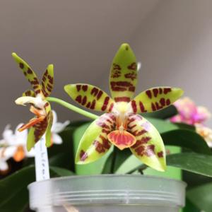 Phalaenopsis Amblearis