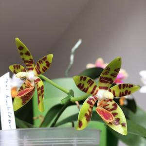 Phalaenopsis Amblearis