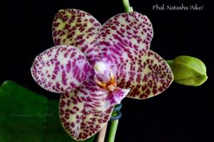 Phalaenopsis Natasha