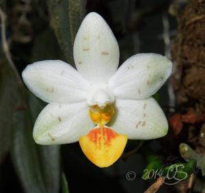 Phalaenopsis Yaphon Lobspis