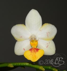 Phalaenopsis Yaphon Lobspis