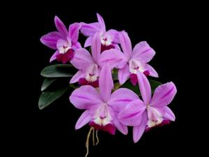 Cattleya Love Knot