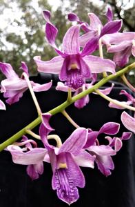 Dendrobium Pink Lips