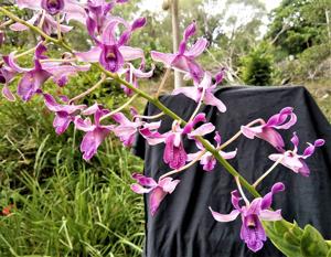 Dendrobium Pink Lips