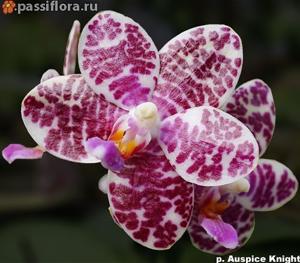 Phalaenopsis Auspice Knight